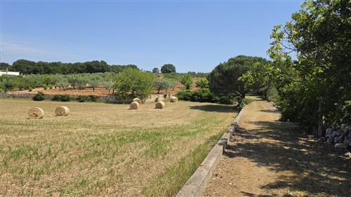 Terreno Agricolo e Ciliegeto a Castellana Grotte